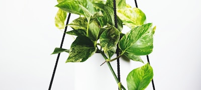 足球比赛直播画面在多个电子屏幕同时播放